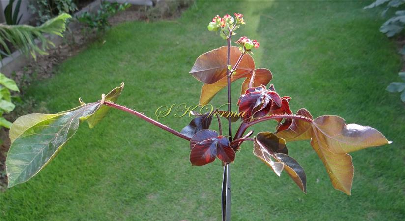  Flowering shoot